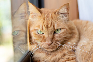 窓辺の猫　茶トラ猫