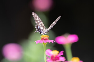 花にとまるアゲハチョウ
