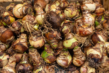 Sale of flower bulbs at the flower market in Amsterdam, Noord-Holland province, The Netherlands