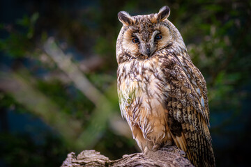 Fototapeta premium Long eared owl