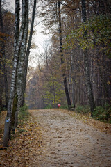 Timiryazevsky forest in Moscow