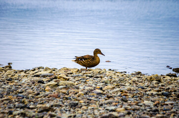 Mallard on the lake