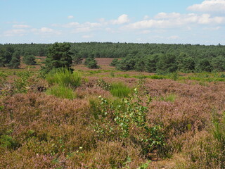 Die&nbsp;Mehlinger Heide&nbsp;bei der&nbsp;pf&auml;lzischen&nbsp;Ortschaft&nbsp;Mehlingen&nbsp;ist die gr&ouml;&szlig;te&nbsp;Heide&nbsp;S&uuml;ddeutschlands