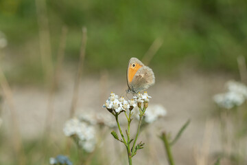 Small heath butterfly (coenonympha pamphilus) on yarrow.