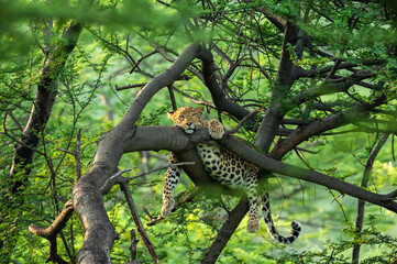 wild female leopard or panther resting on tree trunk or branch with eye contact in natural monsoon...