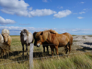 Wunderschöne Pferde auf einer Koppel in Skallingen in Dänemark