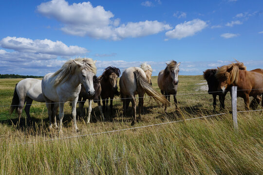 Pferde auf einer Koppel in D&auml;nemark