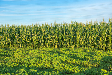 Silhouettes of corn and peanuts and power towers in fields at sunset and sunny clouds