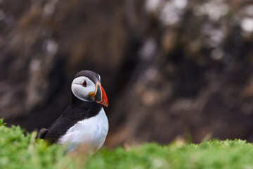 puffin standing on a rock cliff . fratercula arctica