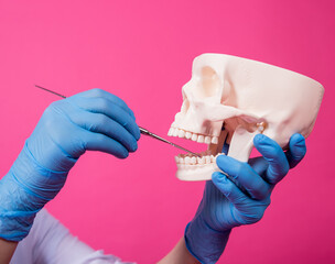 Woman dentist examines the oral cavity of the artificial skull with sterile dental instruments