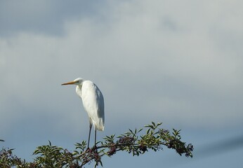 White heron on the tree