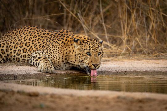 Indian wild male leopard or panther portrait quenching thirst or drinking water from waterhole with eye contact during safari at forest of central india - panthera pardus fusca