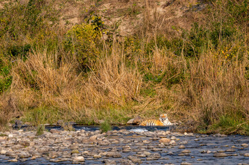 wild royal bengal tiger in ramganga river blue water in wildlife safari at dhikala zone of jim corbett national park or tiger reserve uttarakhand india - panthera tigris tigris
