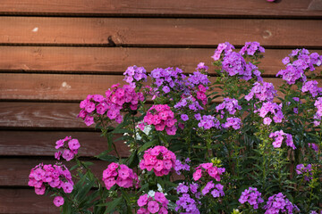 Different color variations of Phloxes by a reddish wooden wall in European garden. 