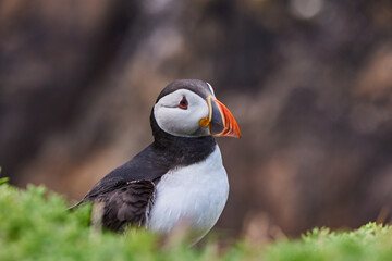 puffin standing on a rock cliff. fratercula arctica