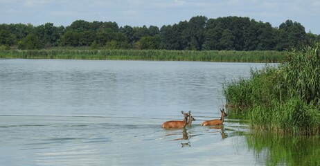 deers in the pond
