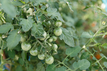 Green cherry tomatoes on ksta in a greenhouse in the garden