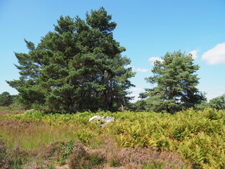 Die Mehlinger Heide bei der pfälzischen Ortschaft Mehlingen ist die größte Heide Süddeutschlands