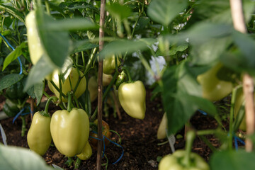 
Paprika bush in the vegetable garden
