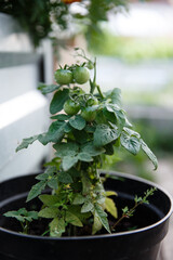 Green cherry tomatoes on ksta in a greenhouse in the garden