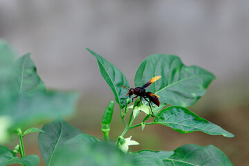 wasp perching on chili peppers power