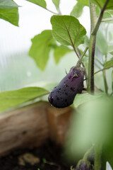 eggplant with dew drops on a branch in a greenhouse in the country