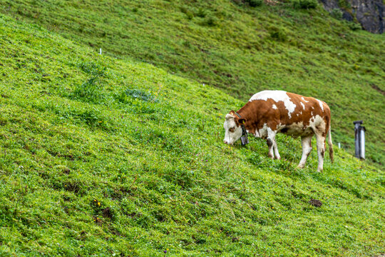 A cow grazes in a pasture in the Tyrolean Alps in Austria