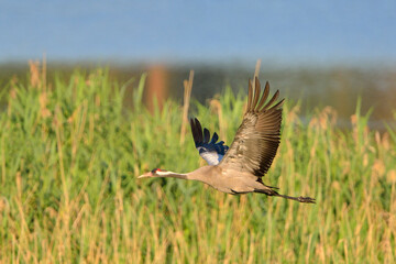 Grauer Kranich im Flug