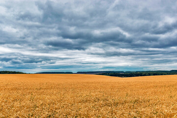 Fototapeta na wymiar field of yellow ripe wheat on a cloudy day
