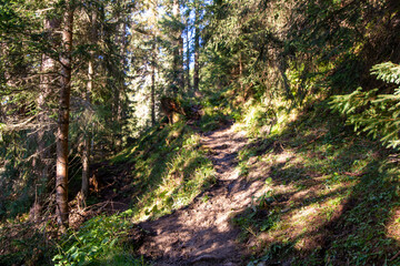 Idyllic hiking trail in a forest