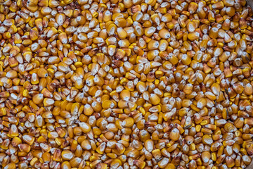 dry yellow corn grain background