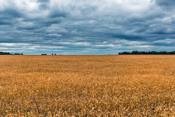field of yellow ripe wheat on a cloudy day
