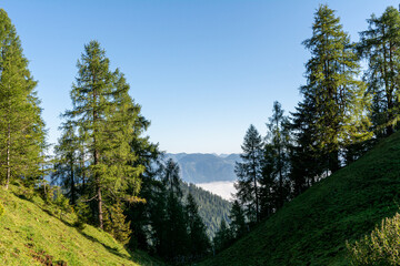 Fototapeta na wymiar Alpine view with trees during a hike in the Tyrolian Alps in Austria