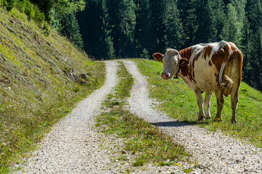 A cow in on an alpine pasture in summer in the Tyrolean Alps in Austria