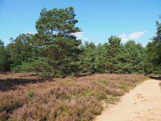 Fototapeta premium Die&nbsp;Mehlinger Heide&nbsp;bei der&nbsp;pfälzischen&nbsp;Ortschaft&nbsp;Mehlingen&nbsp;ist die größte&nbsp;Heide&nbsp;Süddeutschlands