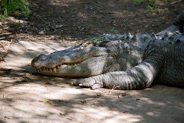 this is a side view of an alligator