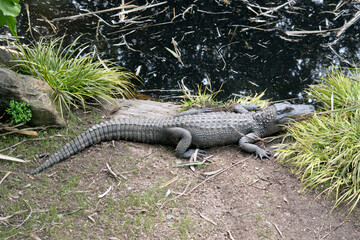 the alligator is resting on the bank of a stream
