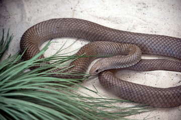 the brown snake is found throughout Australia