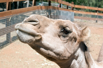 Obraz premium this is a side view of a camel