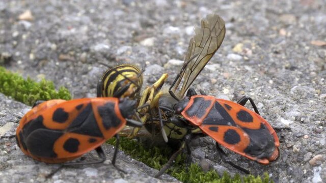 Vespula germanica, European wasp, German wasp, or German yellowjacket gets eaten by a Pyrrhocoris Apterus, firebug, red firebug, linden, sap sucking, red soldier bug.