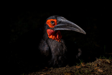 camphor hornbill (Bucorvus leadbeateri) in nature
