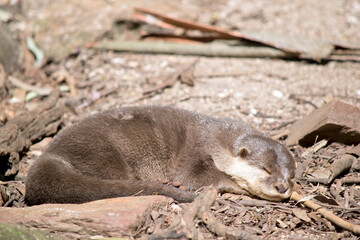 the Asian small-clawed otter is resting in the sun