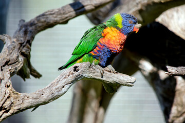 Fototapeta na wymiar the rainbow lorikeet has a growth on its beak