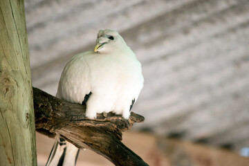 the pied torresian imperial pigeon is resting on a log