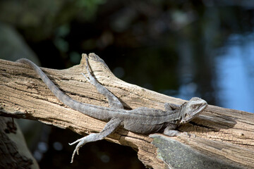 the water dragon lizard is climbing over a log