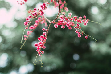 Selective focus coral vine Maxican creeper confederate vine. Close-up coral vine Maxican creeper...