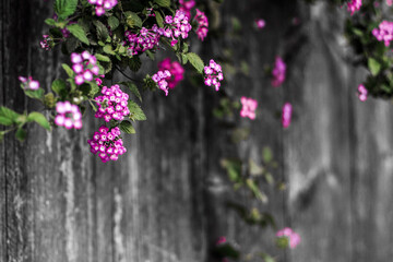 Obraz na płótnie Canvas Beautiful violet floral blossom spring summer on wooden blurt background of nature.concept idea lovely nature