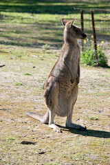 the western grey kangaroo is standing in the middle of a field