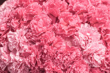Fototapeta premium Selective focus Beautiful Pink flowers background . abstract soft sweet pink flower background .Beautiful pink roses flower blossom flower background design floral . valentine's day backgroud