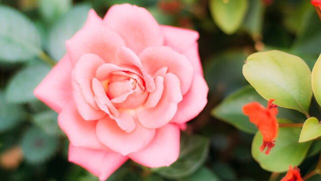 close up  pink rose blooming  in garden with sunlight behind. Image of flower, rose, anniversary